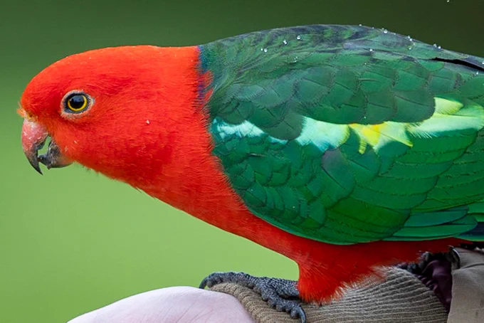 King parrot