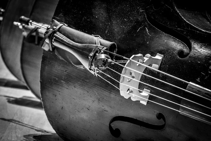 Black and white image of four double basses lying side-by-side on the floor