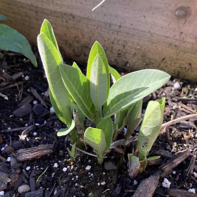 Milkweed sprouts