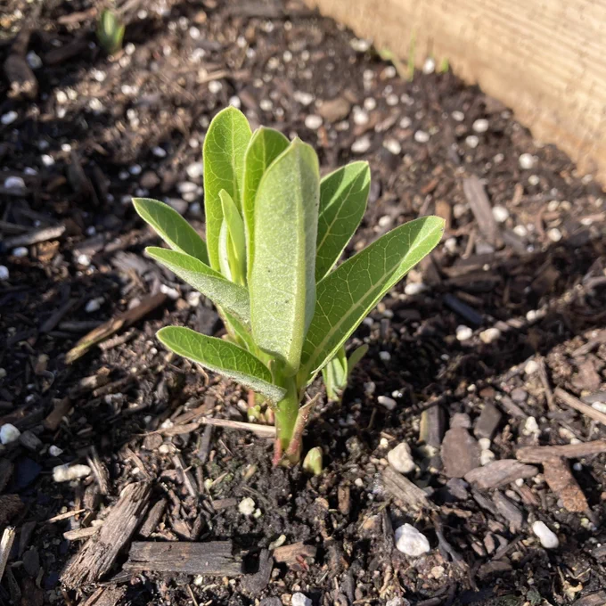 Milkweed sprouts