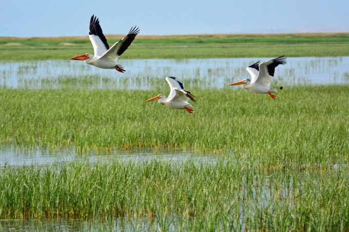 Three white pelicans flying low above a wetland. 