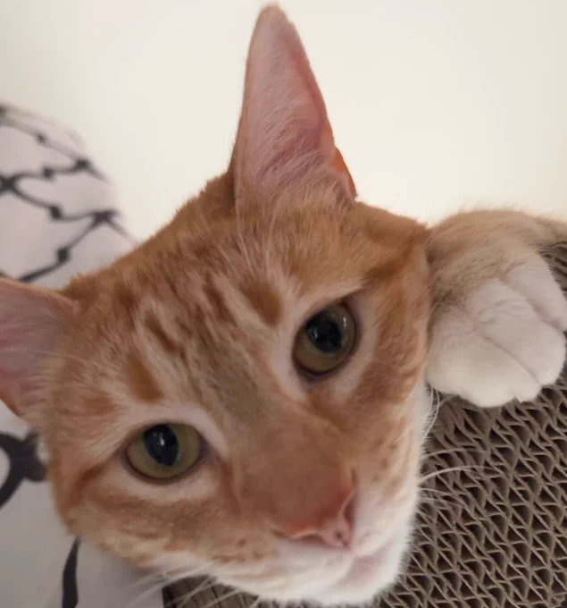 An orange cat is looking down at the camera with a tender but serious expression
