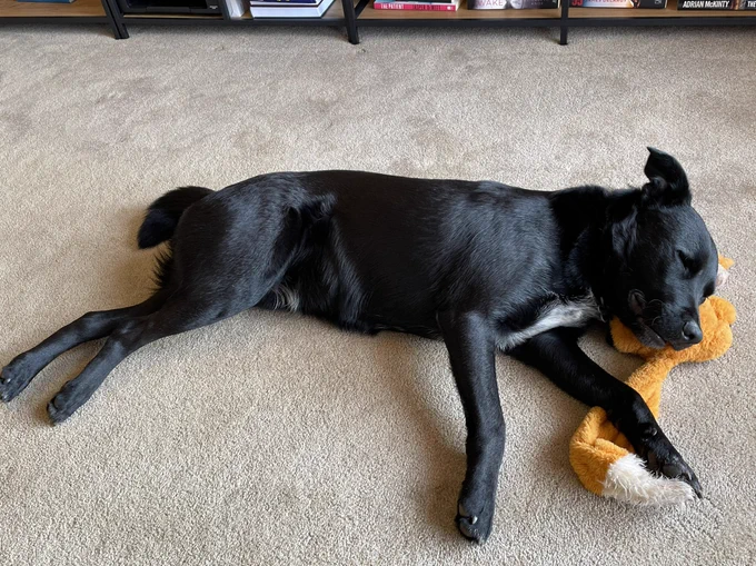 A medium sized black dog is lying on the floor, fast asleep. His head is resting on a stuffed toy fox, as though he has fallen asleep in the middle of playing with it.