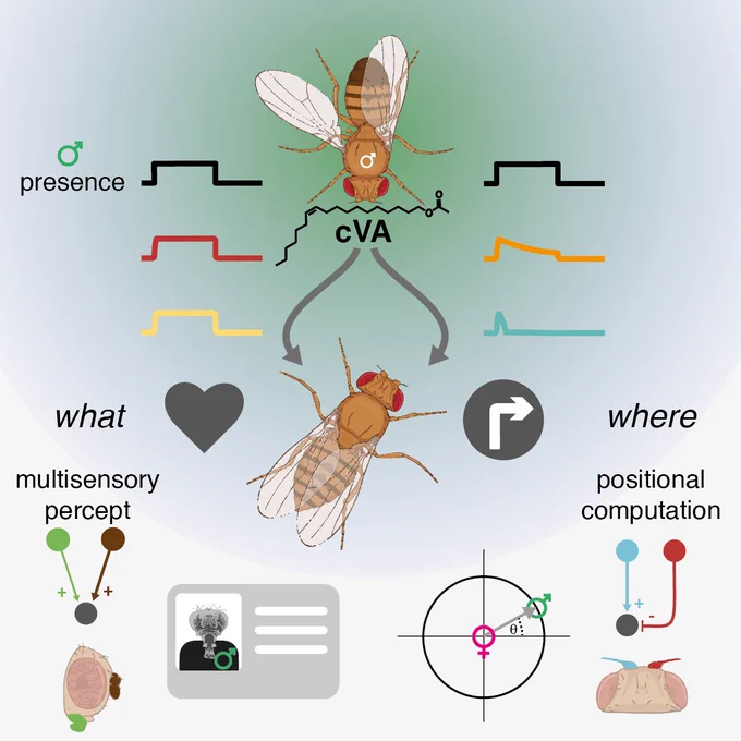 Drosophila male pheromone signals are separated into two central brain processing pathways
cVA is used as a positional cue owing to an active mechanism for bilateral contrast
Position (where) and identity (what) are separated at the 3rd layer of cVA processing
Multimodal integration and distinct response kinetics increase signal specificity
