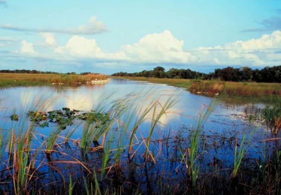 wetland