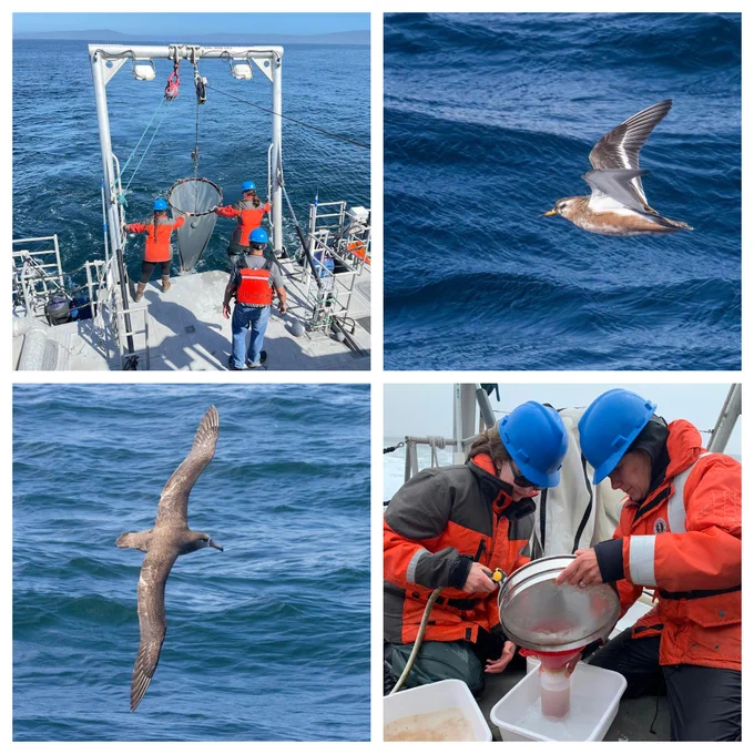 Scientists sampling the ocean and seabirds soaring over the ocean surface.