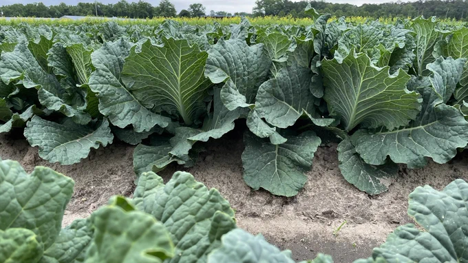 Chinese lettuce green cabbage