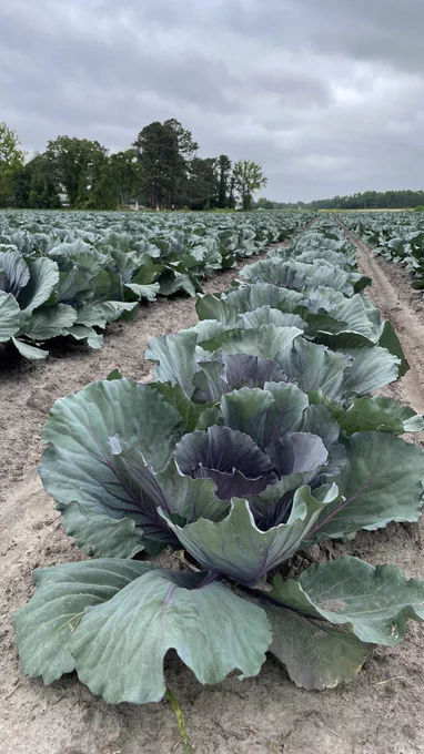 Red cabbage