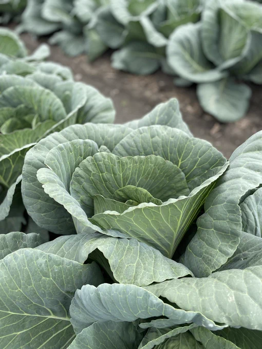 Green cabbage