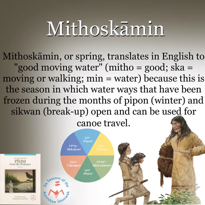 Pīsim Finds Her Miskanaw is the first of six picture books for each of the traditional Rocky Cree six seasons. It takes place in Mithoskāmin, or the season of good travel, after the waterways have broken up to permit canoe travel (May and June). Mithoskāmin, or spring, translates in English to "good moving water" (mitho = good; ska = moving or walking; min = water) because this is the season in which water ways that have been frozen during the months of pipon (winter) and sikwan (break-up) open and can be used for canoe travel. All the snow is gone and new growth is visible. During this season, the Asiniskaw Īthiniwak build and repair canoes, gather eggs, make tools and baskets, and tap birch trees once the sap stops running.