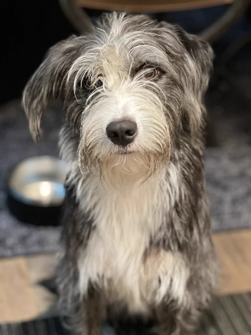 Eve the terrier sitting looking at the camera with head slightly to the right. Black ears and body, white nose and neck. Badly in need of grooming, hair covering her eyes and nose. Patient firm expression. 

‘We’re done now Mum’