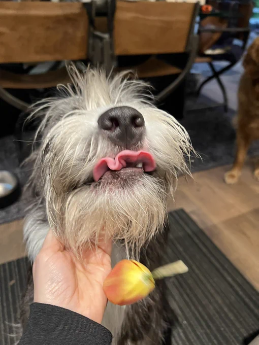 Black and white terrier with nose in the air and 1/2 inch of curled tongue visible. Flower (red/yellow tulip) is in mid flight, dropping from her mouth to the floor. My hand slightly under her chin to catch the flower. Taken inside with black, grey striped rug behind her and edge of golden retriever blurry on right edge of shot.