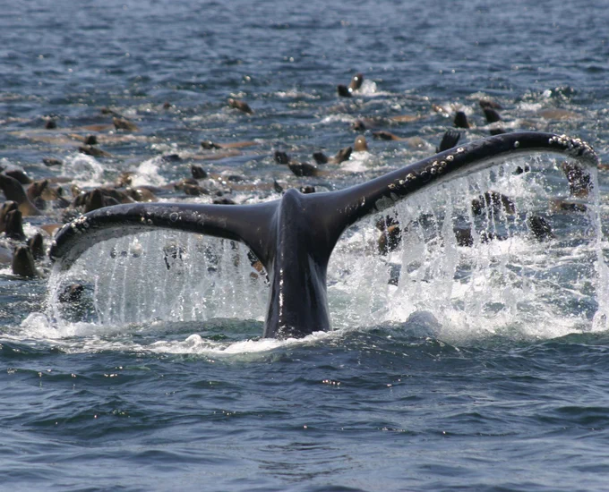 A whale tail at the surface with a large raft of sea lions swimming behind.