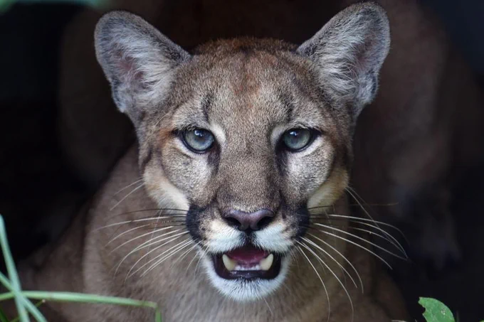 Puma stars into the lens of the camera. Credit: Ron Magill