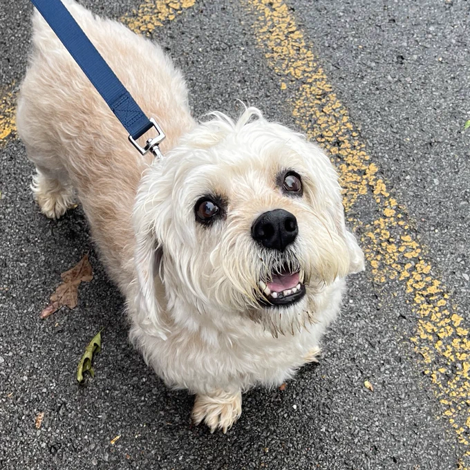 Pet therapy dog posing for a picture.