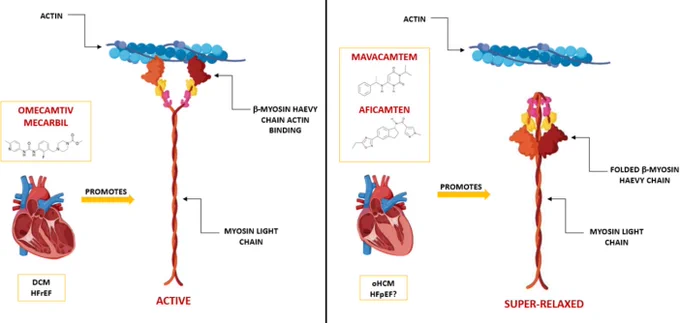 Human β-cardiac myosin shifts in equilibrium between two states: an open-headed structure, or active state, available for actin cross-bridge formation and a folded back, or super-relaxed (SRX) state, not available for the interaction with actin filaments. Mavacamten and CK-274 shift this equilibrium toward the SRX state, ultimately reducing contractility, in the opposite way omecamtiv mecarbil stabilizes the active state, thereby increasing contractility.