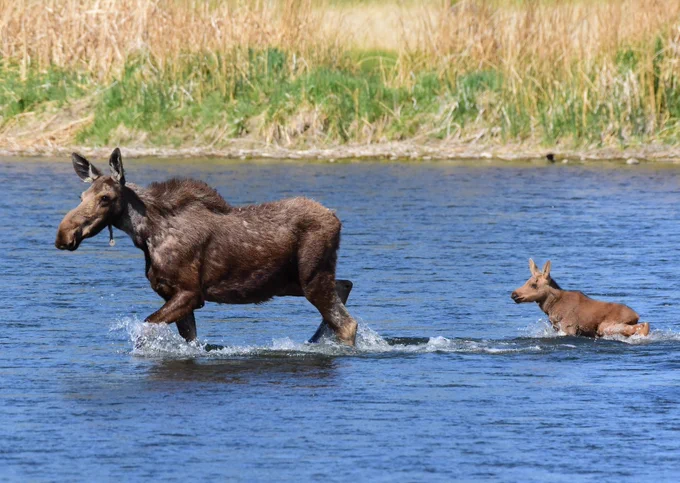 Mother moose leads calf across a river.