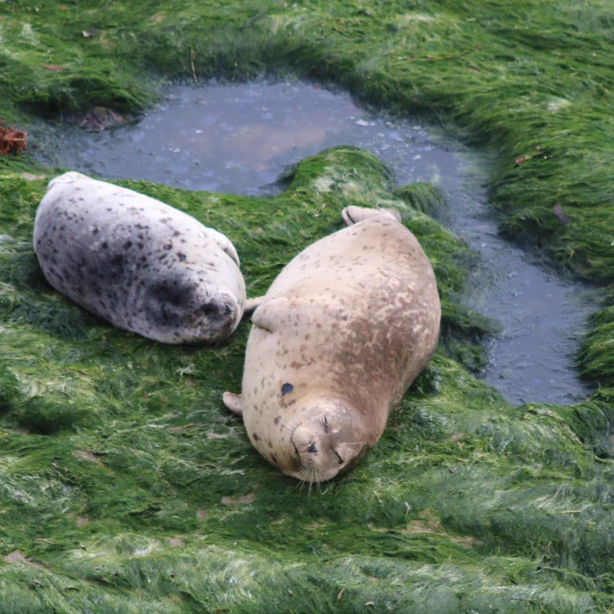 Harbor seal and pup lay on shore to soak up sun.