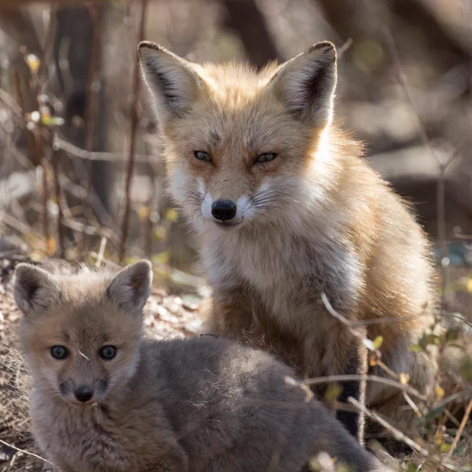 Mother fox and kit.