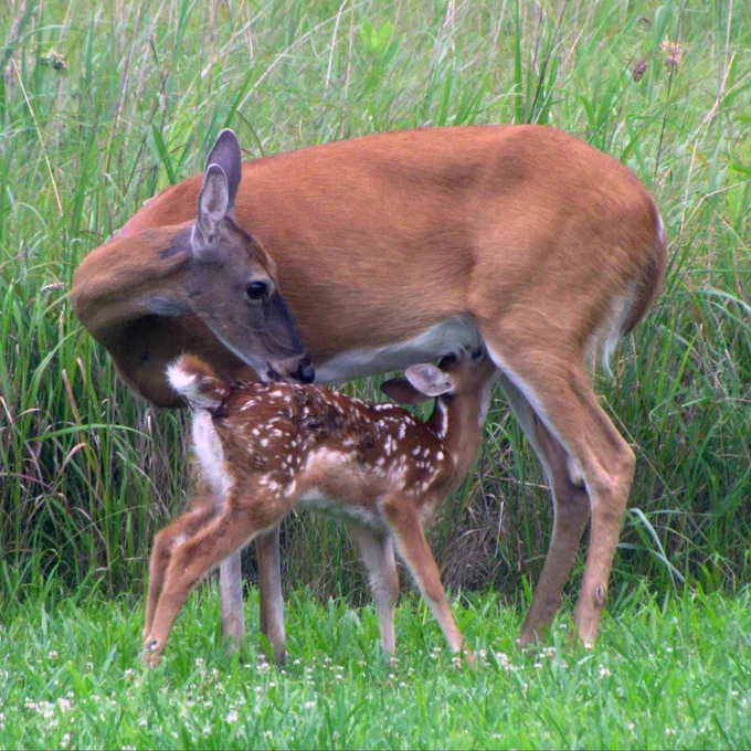 Doe and fawn against backdrop of tall grasses.