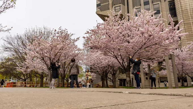 The cherry blossoms at Robarts Library at the University of Toronto.