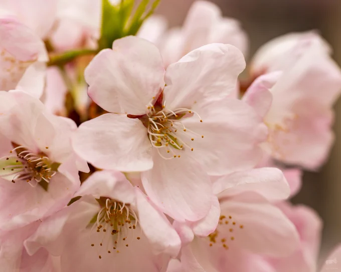 Close-up of the cherry blossoms at Robarts Library at the University of Toronto taken with my Canon EF 100mm f2.8 L IS USM macro lens.