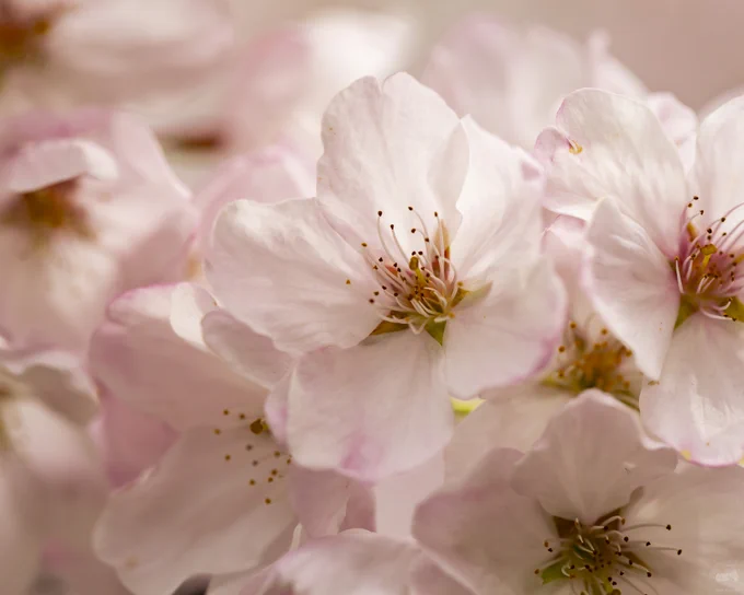 Close-up of the cherry blossoms at Robarts Library at the University of Toronto taken with my Canon EF 100mm f2.8 L IS USM macro lens.