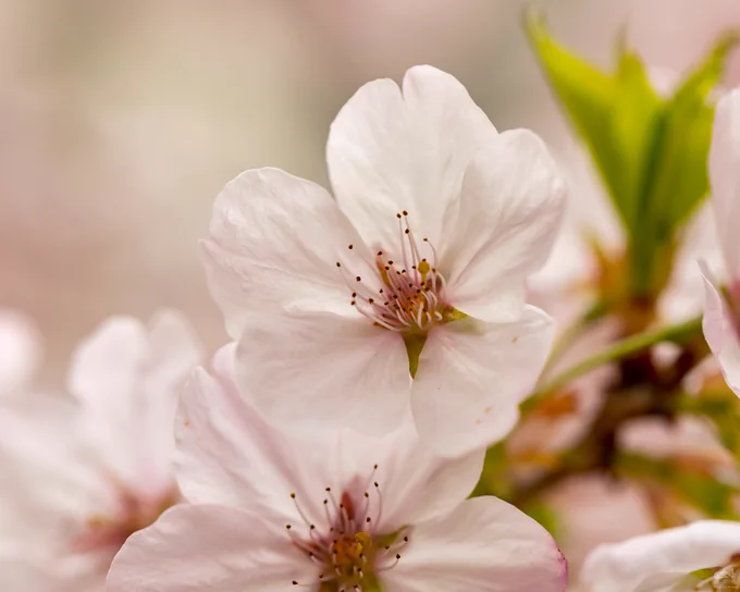 Close-up of the cherry blossoms at Robarts Library at the University of Toronto taken with my Canon EF 100mm f2.8 L IS USM macro lens.