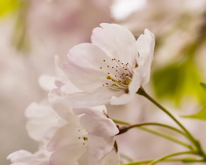 Close-up of the cherry blossoms at Robarts Library at the University of Toronto taken with my Canon EF 100mm f2.8 L IS USM macro lens.