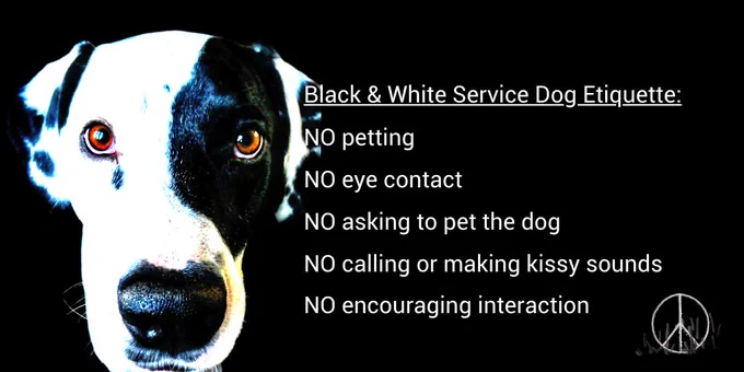 A black and white dog stares straight at the camera against a black background with a text about service dog etiquette that spells PEACE. In the right hand bottom corner is a peace sign.
NO petting
NO eye contact 
NO asking to pet the dog 
NO calling or making kissy sounds 
NO encouraging interaction