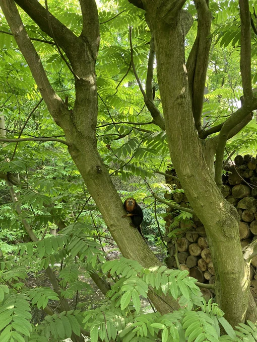 Tamarind in tree