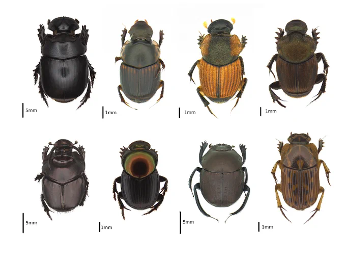 A picture showing 8 dung beetle species from the study landscape (dorsal view)
