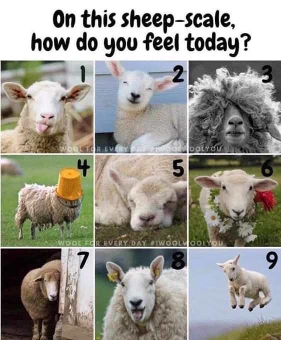 Polls can be simple of complex. Try an ice breaker like this one with how you feel on a sheep-scale where each sheep represents a different emotion. Image courtesy of Wool for Every Day.