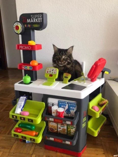A cat has finally opened its own Bodega! A fluffy brown cat is sitting behind a toy supermarket counter. 