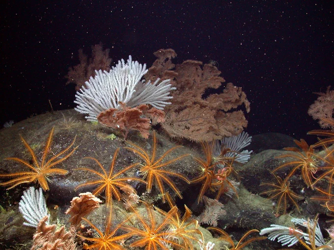 Colorful deep-sea corals and feather stars in the deep sea of Davidson Seamount.