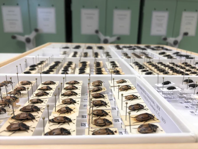 A side view of a drawer of digitised beetle specimens. Each beetle is preserved on a small card, which is pinned with data labels below it. In the background is a row of green cabinets.