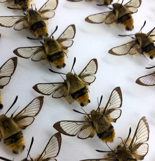 Preserved moth specimens, pinned neatly in rows. This particular species is a bee mimic. It’s body is covered in dense golden yellow hairs, with a band of black around the abdomen and organs hairs at the rear. The wings a clear, and scaleless, except for the edges which had a dark brown border.