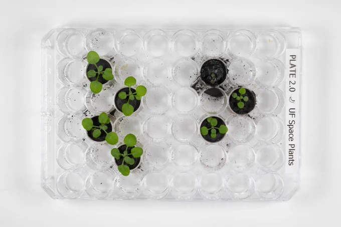 View from above of seven small plant samples growing from small containers. The four sprouts on the left were grown in volcanic ash and appear vibrant and sturdy. The three sprouts on the right are slightly smaller and slightly duller because they were grown using the nutrient-enhanced lunar soil. All samples sit inside a clear, flat container on top of a white surface.