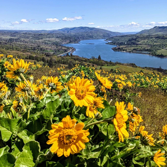 A beautiful patch of yellow balsam root  splashing over rolling hills of eastern Washington. In the distance, a river cuts through a valley.