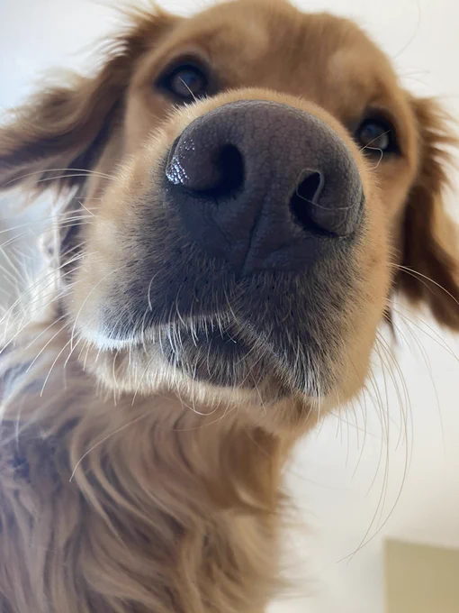 Golden retriever looking down into camera. Bridger, owned by @DevynJonash.