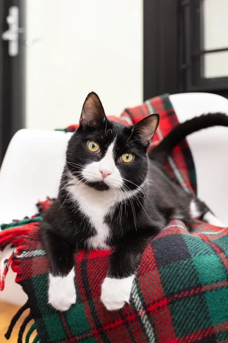 Black and white tuxedo cat sitting on a green and red plaid blanket, looking into the camera. Bud, owned by @matthewcpaul.