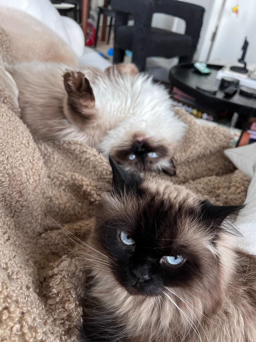 Living room interior. Two fluffy Ragdoll cats laying on a brown blanket. Ringo & Bentley, owned by @___jhardy.