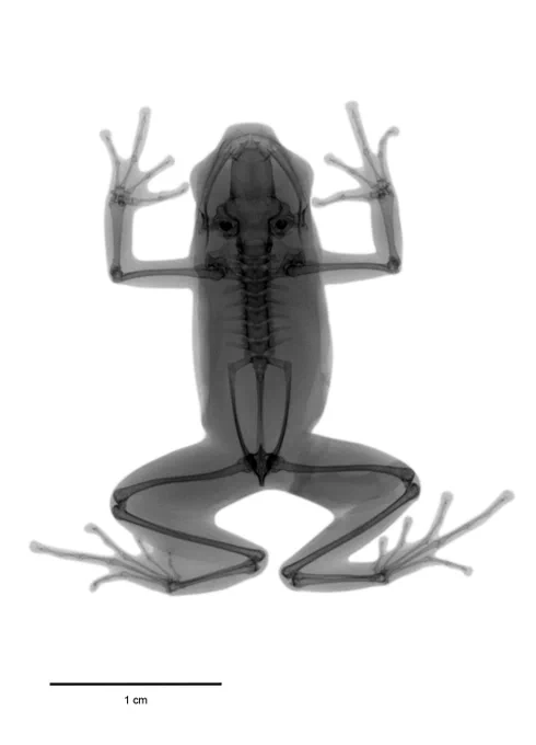 Radiografia de uma rã, onde é possível ver seu esqueleto, além da silhueta do corpo, que está representada de forma mais clara