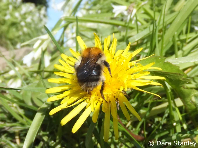 Flower with bee
