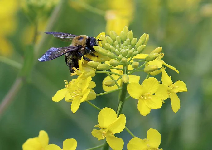 Canola flower and a bee