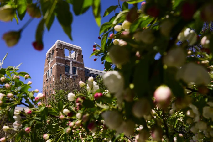 North Quad building framed by blossoms and leaves. 