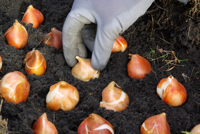a series of stablebulbs being planted