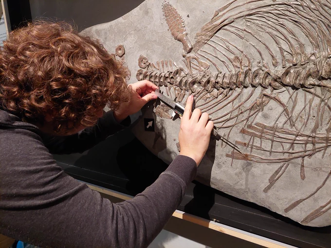 Man measuring ichthyosaurus fossil with ruler