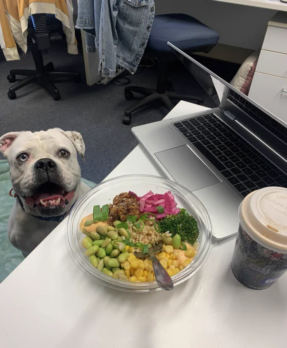 White bulldog x boxer in an office looks at camera with a wide smile, suspiciously close to researcher’s lunch