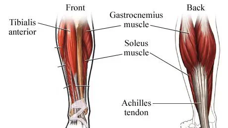 diagrams showing muscle in leg calf